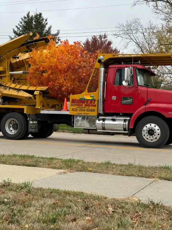 Client Picture Trees (21)